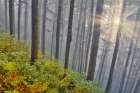 USA- Oregon. Lookout State Park with fog and sun breaking through amongst Sitka spruce forest Art Print